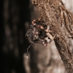 Curculionidae (family) at Melba, ACT - 23 Jan 2021