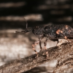 Curculionidae (family) at Melba, ACT - 23 Jan 2021