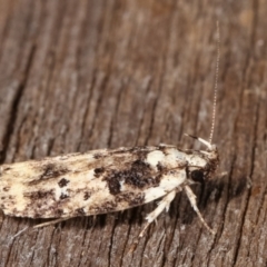 Barea (genus) (A concealer moth) at Melba, ACT - 23 Jan 2021 by kasiaaus