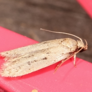 Oecophoridae (family) at Melba, ACT - 23 Jan 2021