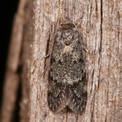 Philobota philostaura (A Concealer moth (Philobota group)) at Melba, ACT - 23 Jan 2021 by kasiaaus