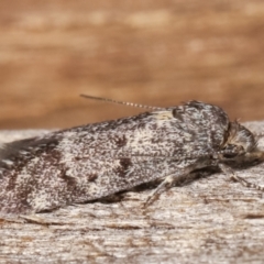 Philobota philostaura at Melba, ACT - 23 Jan 2021 11:06 PM