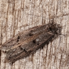 Heterozyga coppatias (A concealer moth) at Melba, ACT - 23 Jan 2021 by kasiaaus