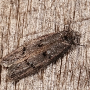 Heterozyga coppatias at Melba, ACT - 23 Jan 2021 11:07 PM