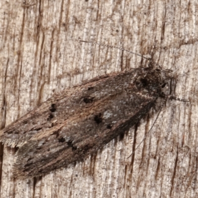 Heterozyga coppatias (A concealer moth) at Melba, ACT - 23 Jan 2021 by kasiaaus