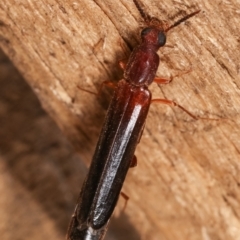 Lymexylidae sp. (family) at suppressed - 23 Jan 2021