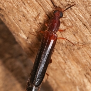 Lymexylidae sp. (family) at suppressed - 23 Jan 2021