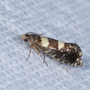 Glyphipterix chrysoplanetis at Melba, ACT - 23 Jan 2021