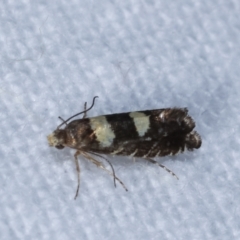 Glyphipterix chrysoplanetis at Melba, ACT - 23 Jan 2021