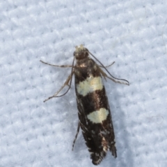 Glyphipterix chrysoplanetis at Melba, ACT - 23 Jan 2021