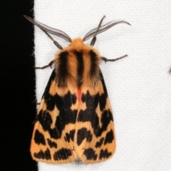 Spilosoma curvata (Crimson Tiger Moth) at Melba, ACT - 23 Jan 2021 by kasiaaus
