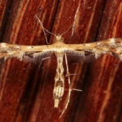 Sphenarches anisodactylus (Geranium Plume Moth) at Melba, ACT - 24 Jan 2021 by kasiaaus