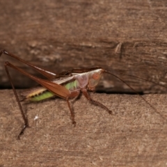 Conocephalus upoluensis (Meadow Katydid) at Melba, ACT - 24 Jan 2021 by kasiaaus