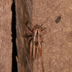 Conocephalus upoluensis at Melba, ACT - 24 Jan 2021 01:04 AM