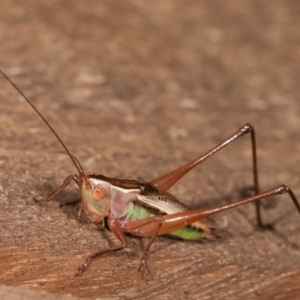 Conocephalus upoluensis at Melba, ACT - 24 Jan 2021 01:04 AM