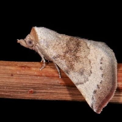 Mataeomera mesotaenia (Large Scale Moth) at Melba, ACT - 23 Jan 2021 by kasiaaus