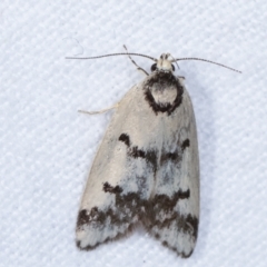 Compsotropha selenias (A Concealer moth) at Melba, ACT - 23 Jan 2021 by kasiaaus