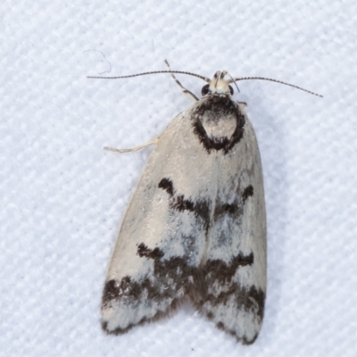 Compsotropha selenias (A Concealer moth) at Melba, ACT - 24 Jan 2021 by kasiaaus