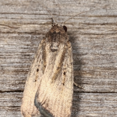 Proteuxoa (genus) (A Noctuid moth) at Melba, ACT - 23 Jan 2021 by kasiaaus