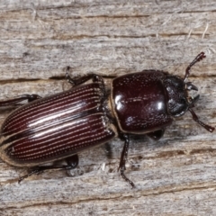 Passalidae (family) (Passalid or Bess Beetle) at Melba, ACT - 23 Jan 2021 by kasiaaus