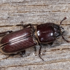 Unidentified Scarab beetle (Scarabaeidae) (TBC) at Melba, ACT - 23 Jan 2021 by kasiaaus