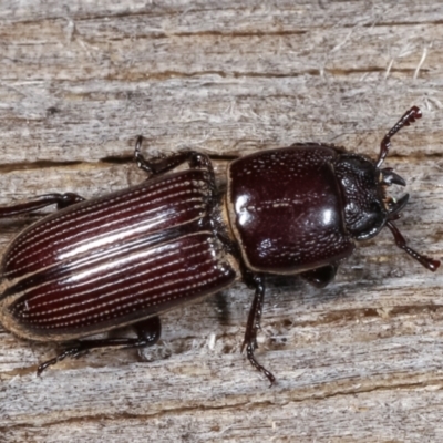 Passalidae (family) (Passalid or Bess Beetle) at Melba, ACT - 23 Jan 2021 by kasiaaus