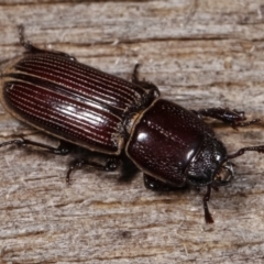 Passalidae (family) at Melba, ACT - 24 Jan 2021 01:05 AM