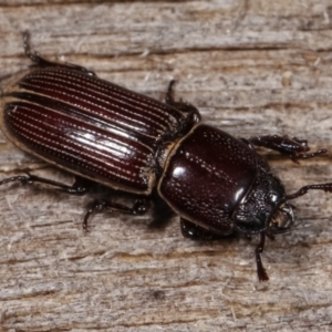 Passalidae (family) at Melba, ACT - 24 Jan 2021 01:05 AM