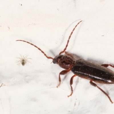 Adrium artifex (Longhorn beetle) at Melba, ACT - 23 Jan 2021 by kasiaaus