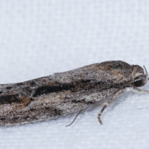 Agriophara leptosemela at Melba, ACT - 24 Jan 2021