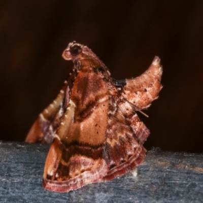 Scenedra decoratalis (A Pyralid moth) at Melba, ACT - 23 Jan 2021 by kasiaaus