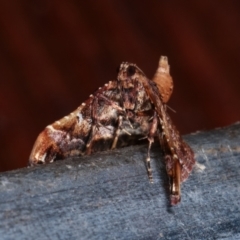 Scenedra decoratalis at Melba, ACT - 24 Jan 2021 01:15 AM