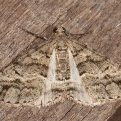 Lipogya eutheta (Grey Bark Moth) at Melba, ACT - 24 Jan 2021 by kasiaaus