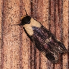 Palimmeces leucopelta (A concealer moth) at Melba, ACT - 24 Jan 2021 by kasiaaus