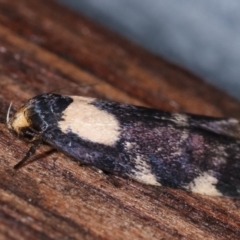 Palimmeces leucopelta at Melba, ACT - 24 Jan 2021 01:19 AM