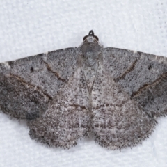 Taxeotis (genus) (Unidentified Taxeotis geometer moths) at Melba, ACT - 24 Jan 2021 by kasiaaus