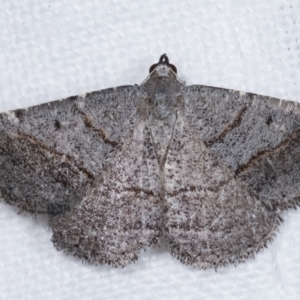 Taxeotis (genus) at Melba, ACT - 24 Jan 2021 01:22 AM