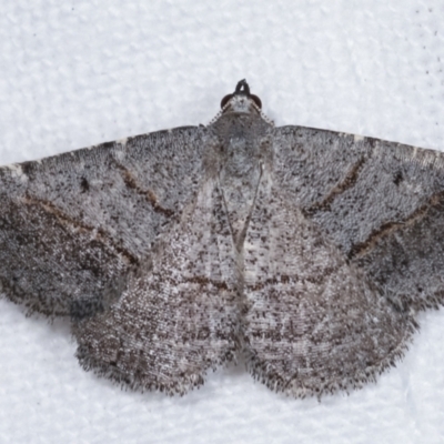 Unidentified Geometer moth (Geometridae) at Melba, ACT - 23 Jan 2021 by kasiaaus
