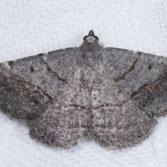 Unidentified Geometer moth (Geometridae) (TBC) at Melba, ACT - 23 Jan 2021 by kasiaaus