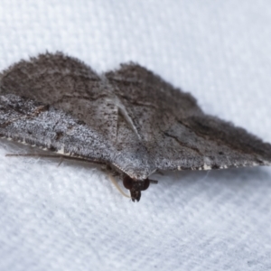 Taxeotis (genus) at Melba, ACT - 24 Jan 2021 01:22 AM