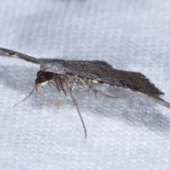 Taxeotis (genus) at Melba, ACT - 24 Jan 2021 01:22 AM