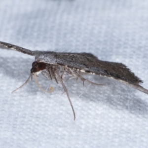 Taxeotis (genus) at Melba, ACT - 24 Jan 2021 01:22 AM