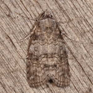 Calathusa sp nr dispila at Melba, ACT - 24 Jan 2021 01:21 AM