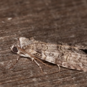 Calathusa sp nr dispila at Melba, ACT - 24 Jan 2021 01:21 AM