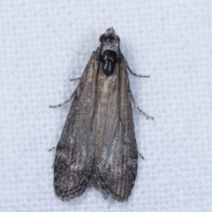 Heteromicta pachytera (Galleriinae subfamily moth) at Melba, ACT - 23 Jan 2021 by kasiaaus