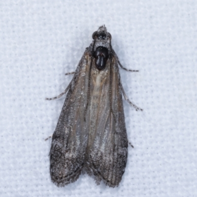 Heteromicta pachytera (Galleriinae subfamily moth) at Melba, ACT - 23 Jan 2021 by kasiaaus