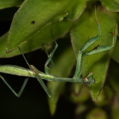Pseudomantis albofimbriata (False garden mantis) at Melba, ACT - 23 Jan 2021 by kasiaaus