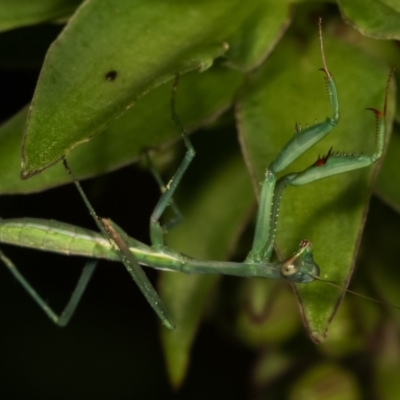 Pseudomantis albofimbriata (False garden mantis) at Melba, ACT - 24 Jan 2021 by kasiaaus