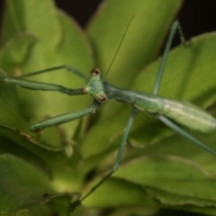 Pseudomantis albofimbriata at Melba, ACT - 24 Jan 2021