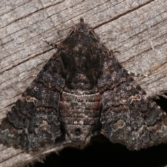 Pataeta carbo (Dark Euteliid) at Melba, ACT - 24 Jan 2021 by kasiaaus